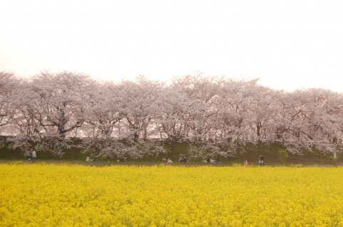 桜